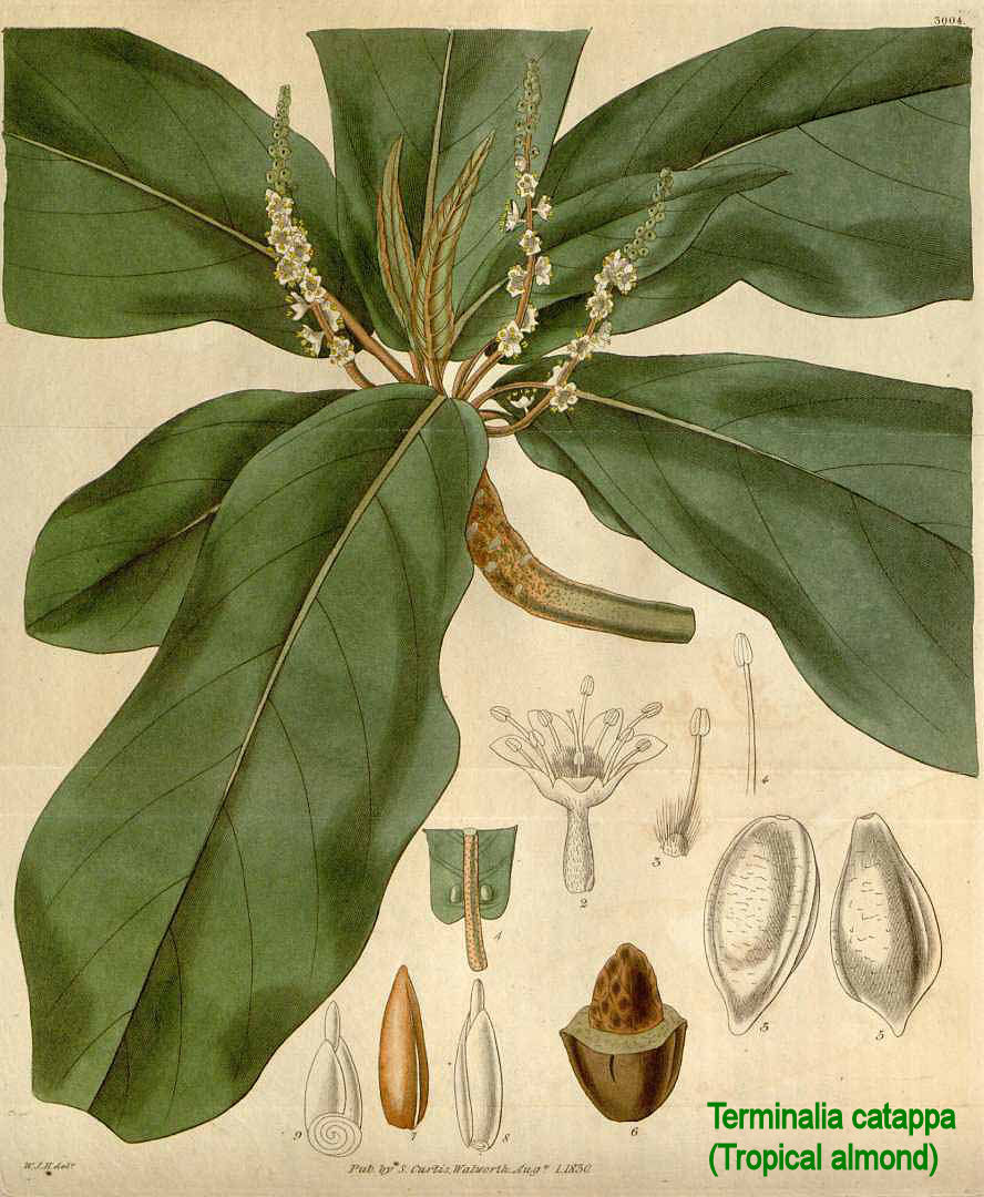 Terminalia catappa